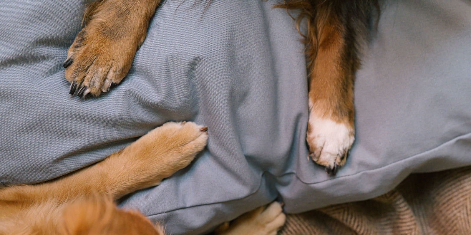 Close-up of dog paws resting on a Lake-colored non-toxic Woolly Hound dog bed