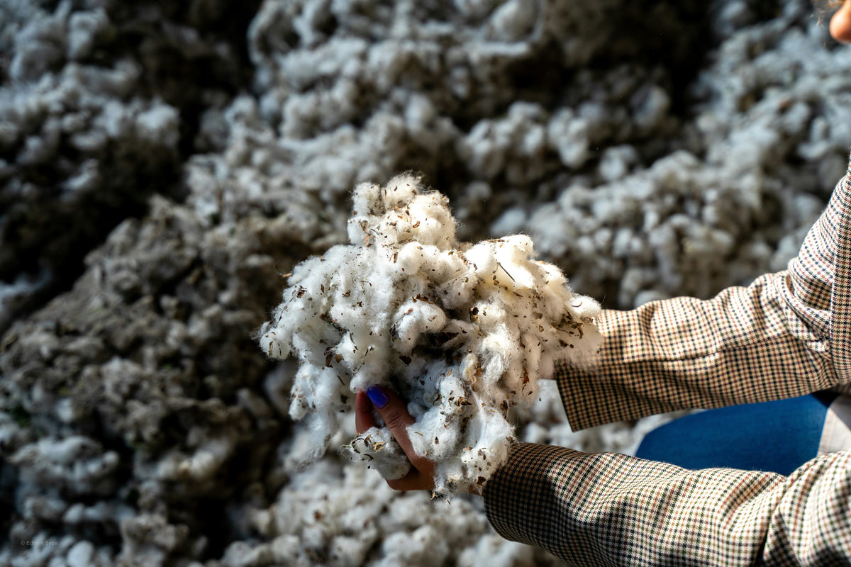 Wool being processed for use in natural dog bed filling
