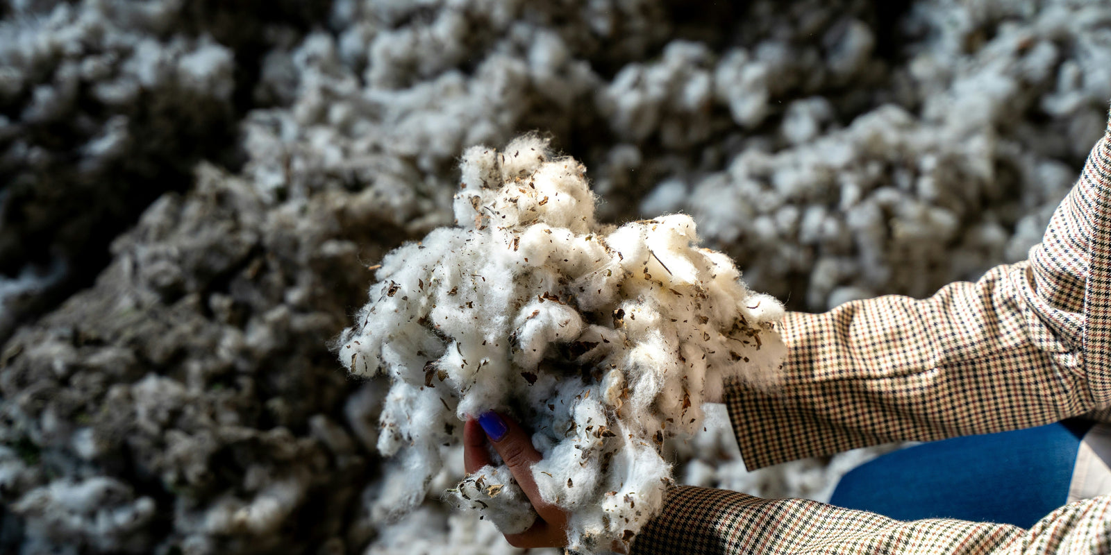 Wool being processed for use in natural dog bed filling
