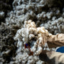Wool being processed for use in natural dog bed filling