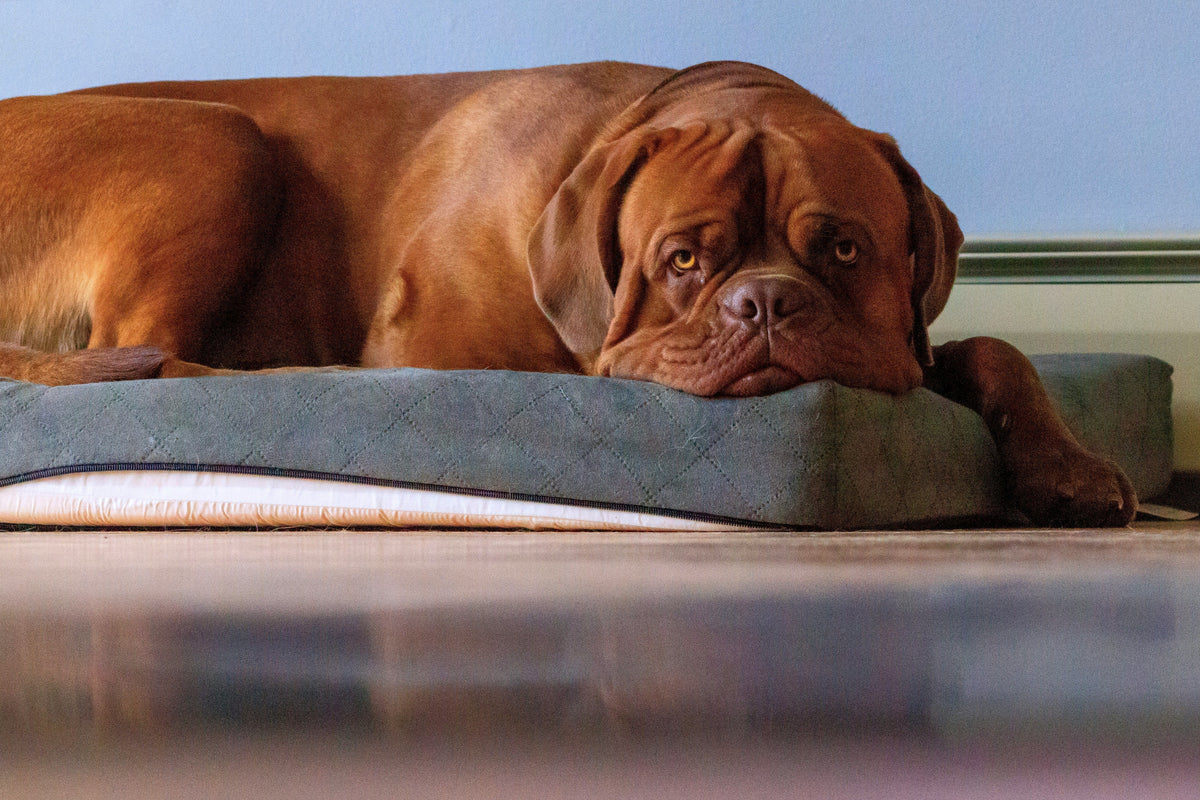 Memory foam vs natural latex dog bed materials