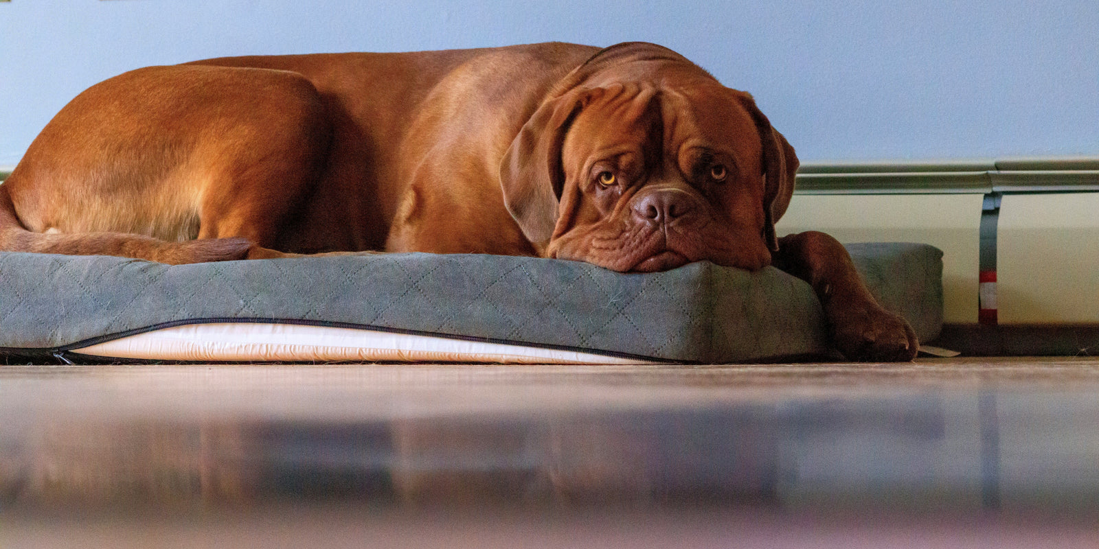 Memory foam vs natural latex dog bed materials