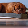 Memory foam vs natural latex dog bed materials
