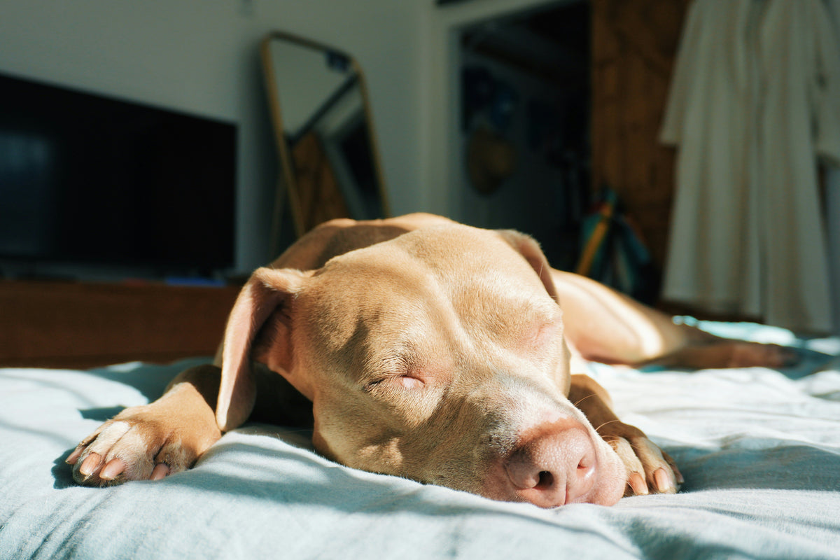 Dog sleeping comfortably on a bed