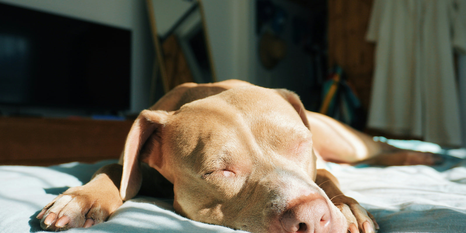 Dog sleeping comfortably on a bed