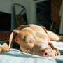 Dog sleeping comfortably on a bed