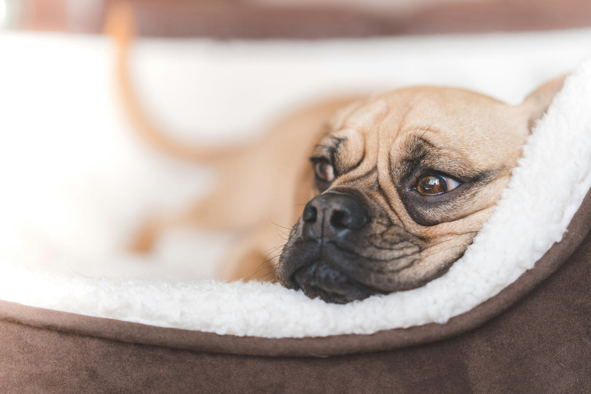 Dog resting comfortably on a plush dog bed