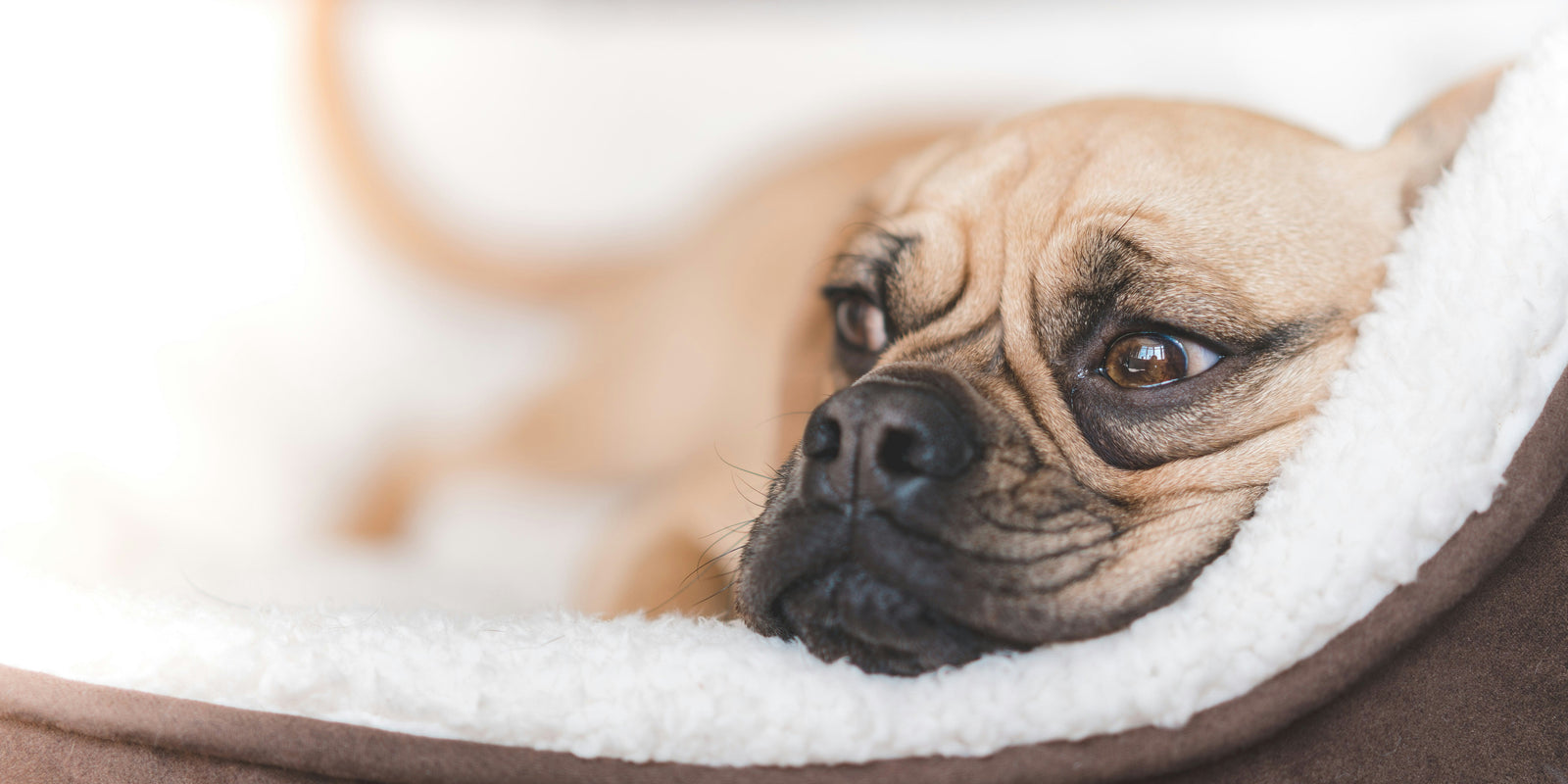 Dog resting comfortably on a plush dog bed