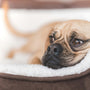 Dog resting comfortably on a plush dog bed