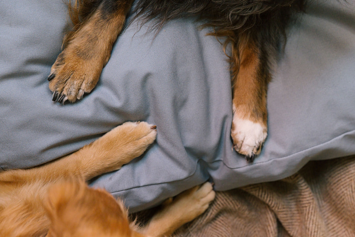 Close-up of a dog's paws resting on the Lake Classic Bed.