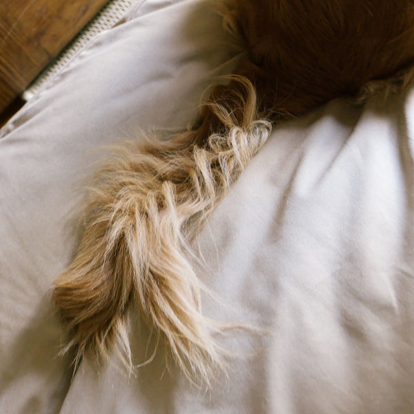 Close-up of a dog's tail resting on the Driftwood Classic Bed.
