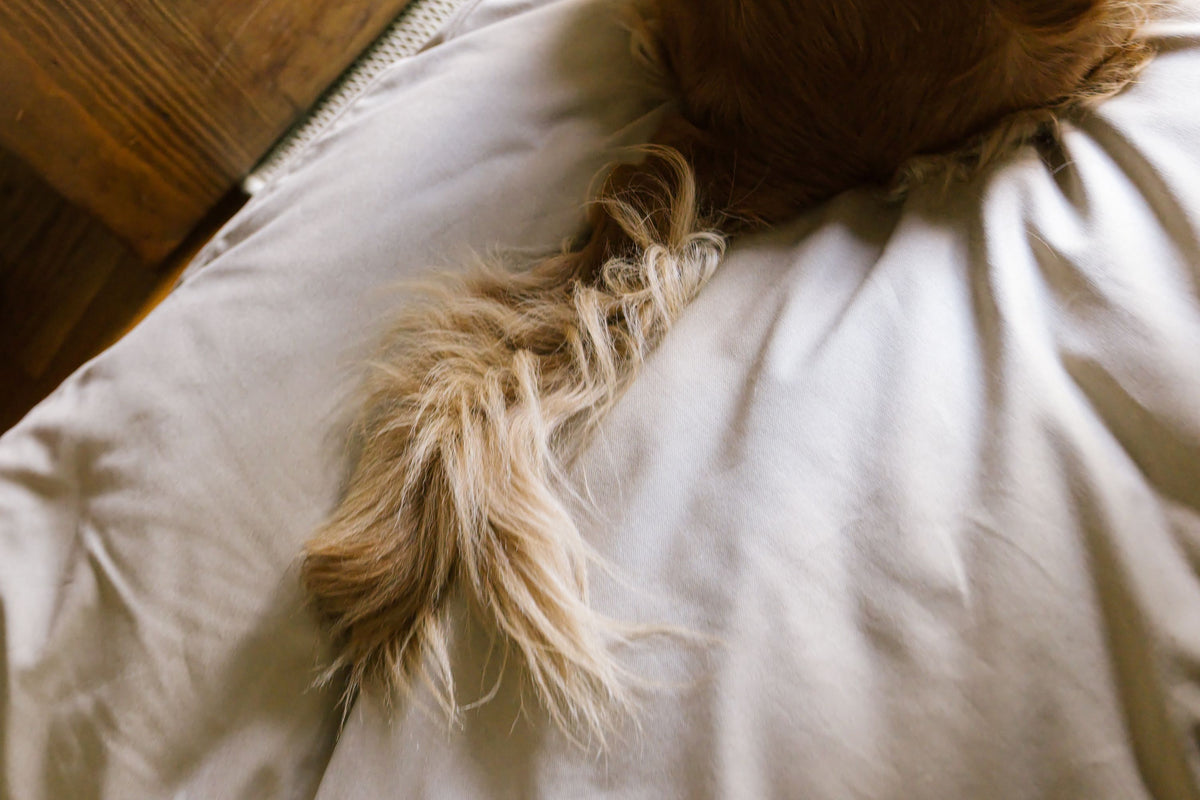 Close-up of a dog's tail resting on the Driftwood Classic Bed.