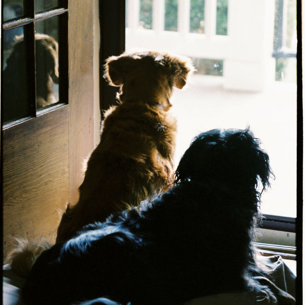 Two dogs sitting on The Woolly Hound Classic Bed while looking out a window.
