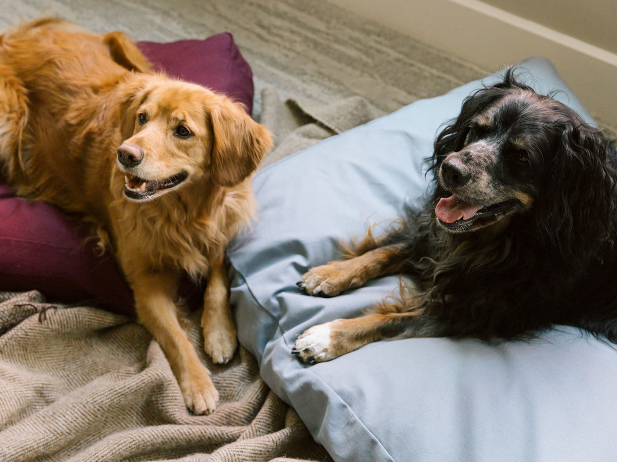 Two dogs laying next to each other on The Woolly Hound non-toxic beds.