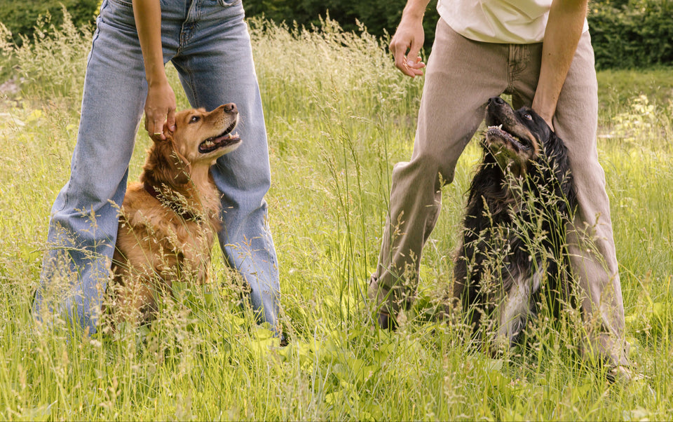 Two people standing in tall green grass outdoors with two dogs, one golden retriever-like dog on the left being pet by a person in blue jeans, and a black-and-tan dog on the right being held by a person in tan pants.