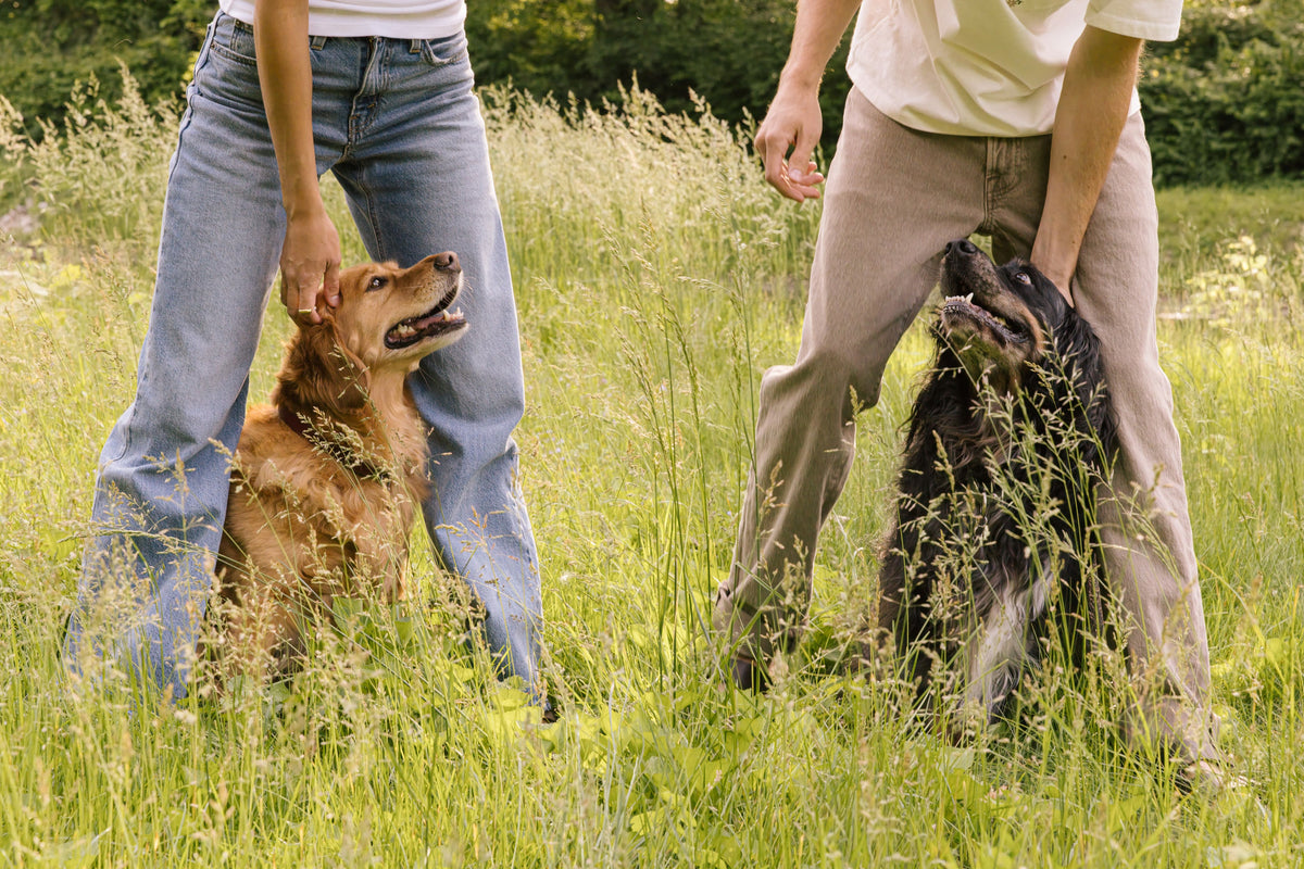 The Woolly Hound dogs smiling with their owners outdoors in a grassy field.