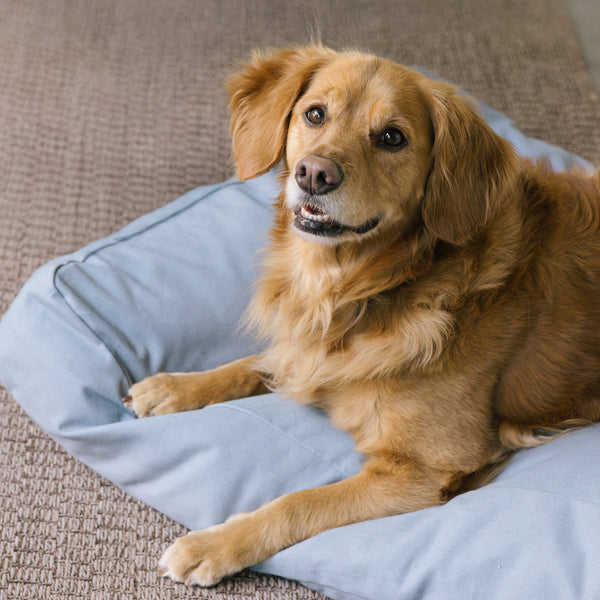 Golden Retriever enjoying The Woolly Hound Classic Bed outdoors on a patio.