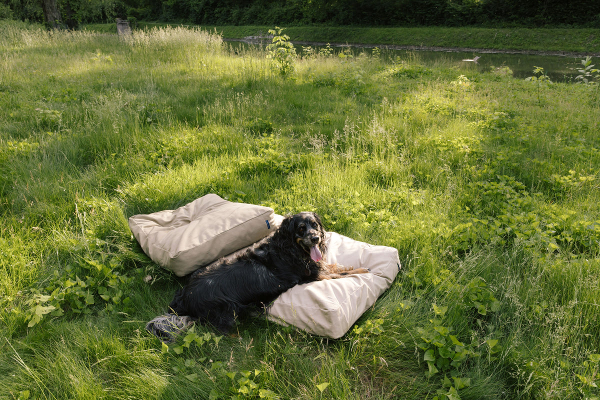 A black and tan dog lies on The Woolly Hound Classic Beds on a grassy lawn near Butler University.