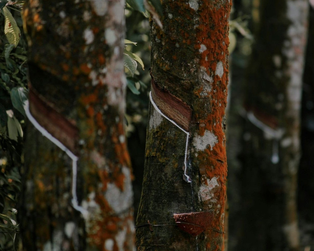 Rubber trees, the sustainable source of natural latex used in our dog bed inserts.