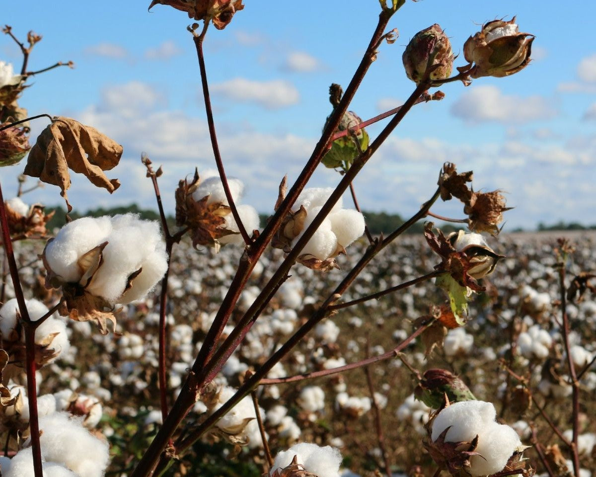 Cotton growing in a field, the source of the cotton used in our dog bed covers and inserts.