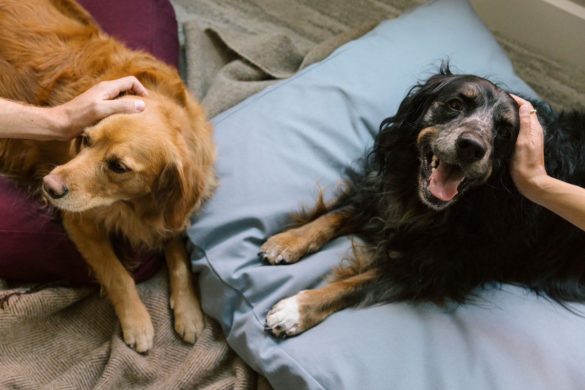 Dogs and their humans enjoying their safe and non-toxic pet beds from The Woolly Hound.