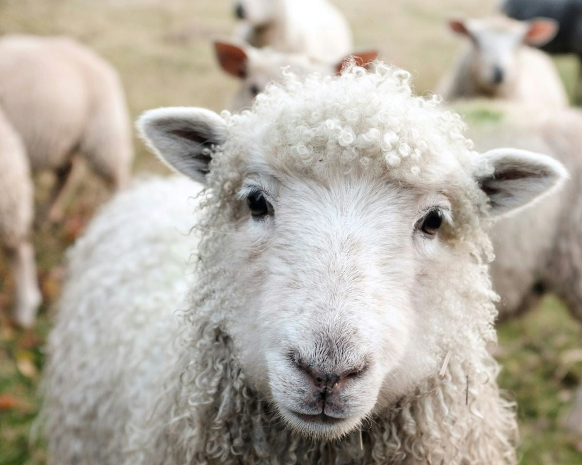 Sheep in a pasture representing the natural wool used in The Woolly Hound dog beds.